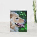 Search for handsome cards Animal