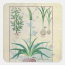 Search for garlic stickers Bulb