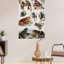 Search for vintage frog posters Animal