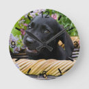 Search for labrador retriever gifts Funny