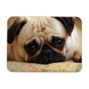Search for pug magnets animal