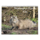 Search for norwegian forest cat Kitten