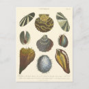 Search for antique postcards Ocean