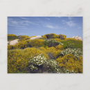 Search for western holiday cards Photography