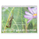 Search for groundhog calendars Raccoon