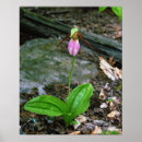 Search for 16x20 posters Flower