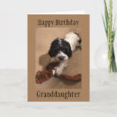 Search for havanese dog cards Puppy