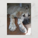 Search for anatolian shepherd Dog