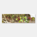 Search for dragonfly bumper stickers Black