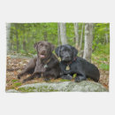 Search for labrador retriever kitchen towels Puppy