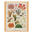 Search for coral reef art Aquatic