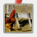 Search for rhode island ornaments Nature