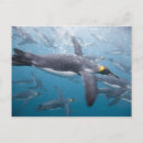 Search for whale postcards Swimming