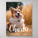 Search for pet portraits Cat