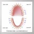 Search for dental posters Anatomy