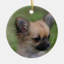 Search for long haired chihuahua ornaments Bob and pam langrish