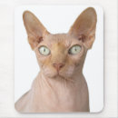 Search for hairless cat Pet