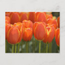 Search for keukenhof Garden