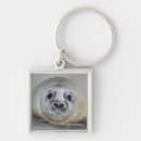 Search for seal pup gifts Animal photography