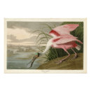 Search for roseate spoonbill posters Platalea ajaja