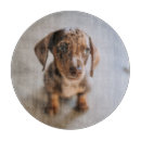 Search for dachshund cutting boards Domestic animals