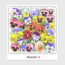 Search for pansy flower stickers Pansies