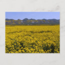 Search for landscape postcards Wildflower