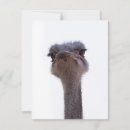 Search for funny advice cards Animal