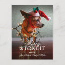 Search for chihuahua postcards christmas cards background