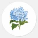 Search for blue hydrangea stickers Blue and white