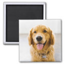 Search for golden retriever magnets puppy