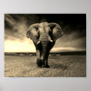 Search for black and white elephant posters Wildlife