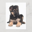 Search for german shepherd thank you cards Puppy