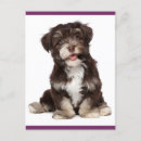 Search for havanese dog Puppies