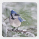 Search for blue jay stickers Nature