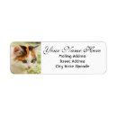 Search for calico cat return address labels Kitten