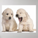 Search for golden retriever posters Color image