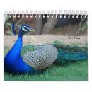 Search for peacock calendars Birds
