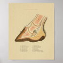 Search for vintage horse posters Antique