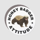 Search for honey magnets badger