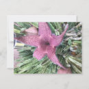 Search for cactus postcards Flower
