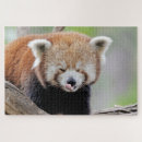 Search for red panda puzzles Nature