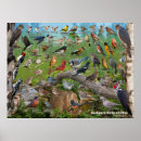 Search for cardinal bird art Backyard