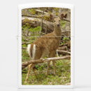 Search for deer lighters Forest