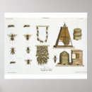 Search for vintage bee art Insects