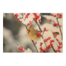 Search for female cardinal art Avian