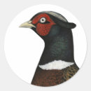 Search for pheasant stickers Bird