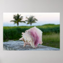 Search for seashell posters Island