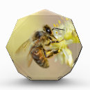 Search for bee awards Animal