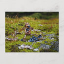 Search for blueberry postcards Postcrossing